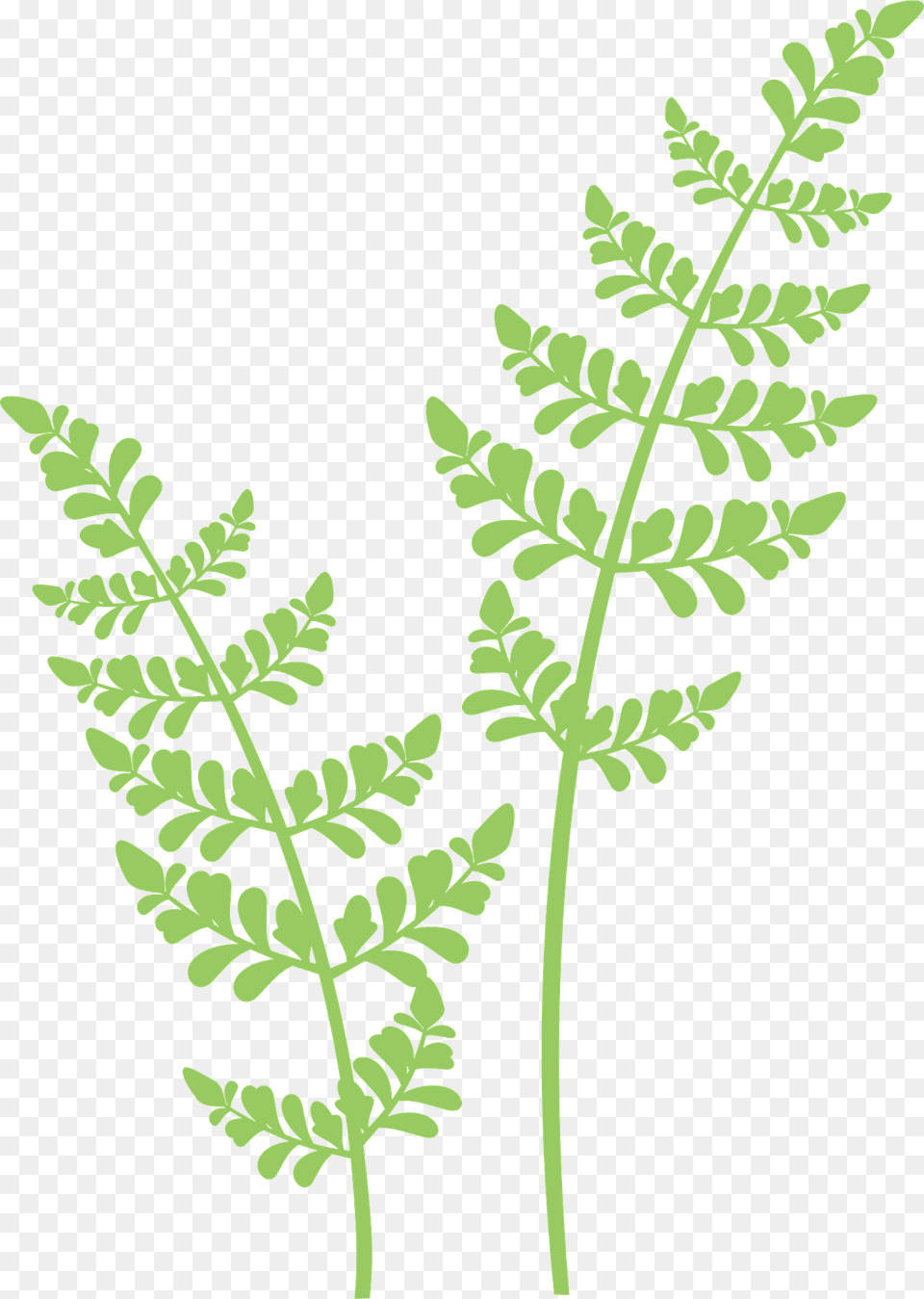 Green Plant Clipart, Fern, Leaf Png Image