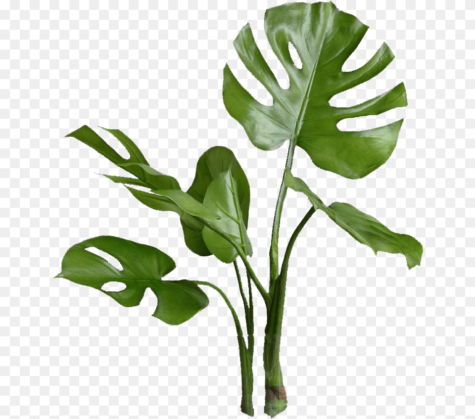 Green Plant Clipart Green Plants Background, Leaf, Flower, Tree Png Image
