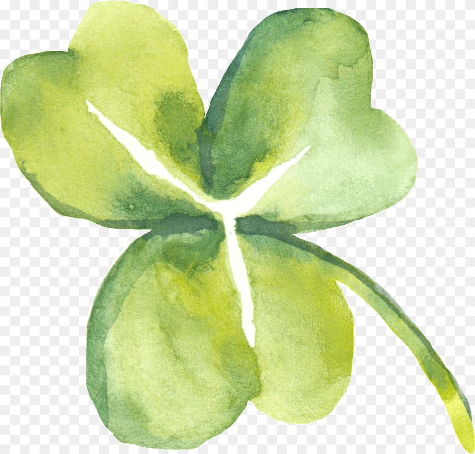 Green Plant Clover Decorative Saint Patrick39s Day, Leaf, Accessories, Person Free Transparent Png
