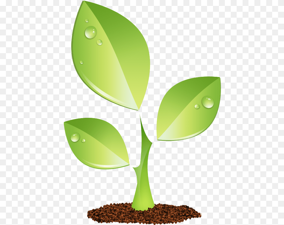 Green Plant Vector, Leaf, Sprout Free Transparent Png