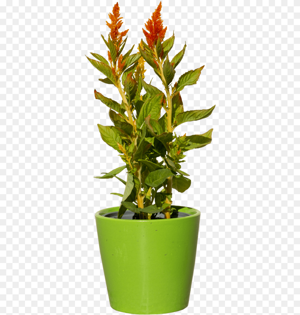 Green Plant With Red Flower Plant, Potted Plant, Grass, Leaf, Flower Arrangement Free Transparent Png