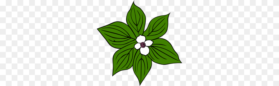 Green Plant With White Flower Clip Art, Leaf, Anemone, Annonaceae, Tree Png Image