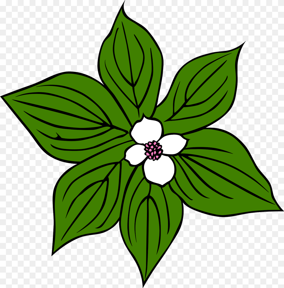 Green Plant With White Flower Svg Clip Arts Tropical Rainforest Plants Drawing, Leaf, Anemone, Annonaceae, Tree Png