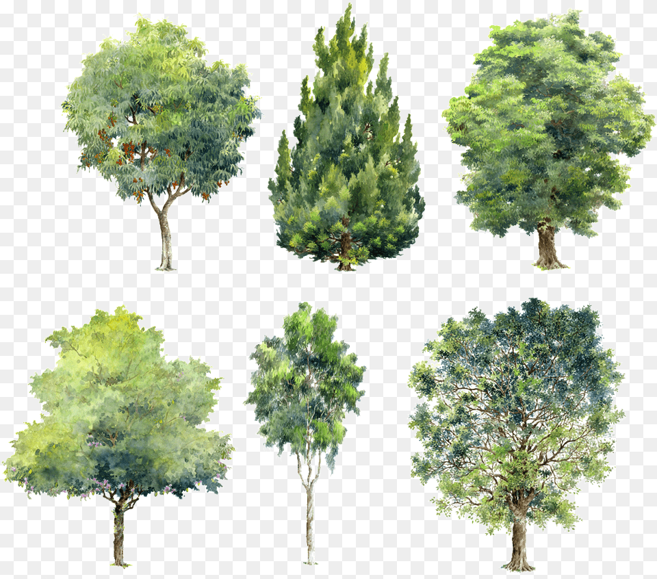 Green Plants Beautiful Hand Painted Painted Tree Brush Photoshop, Conifer, Oak, Plant, Sycamore Free Transparent Png