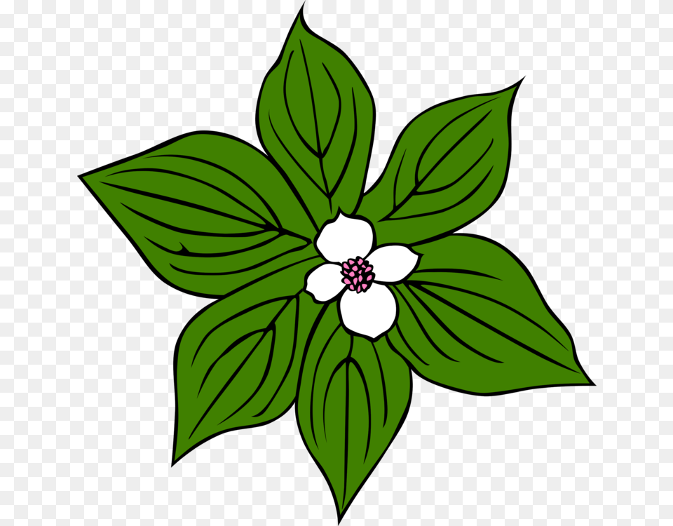 Green Plants Flower Flowers Cartoon Leaves Jungle Rainforest Plants Clip Art, Leaf, Plant, Anemone, Annonaceae Free Png Download