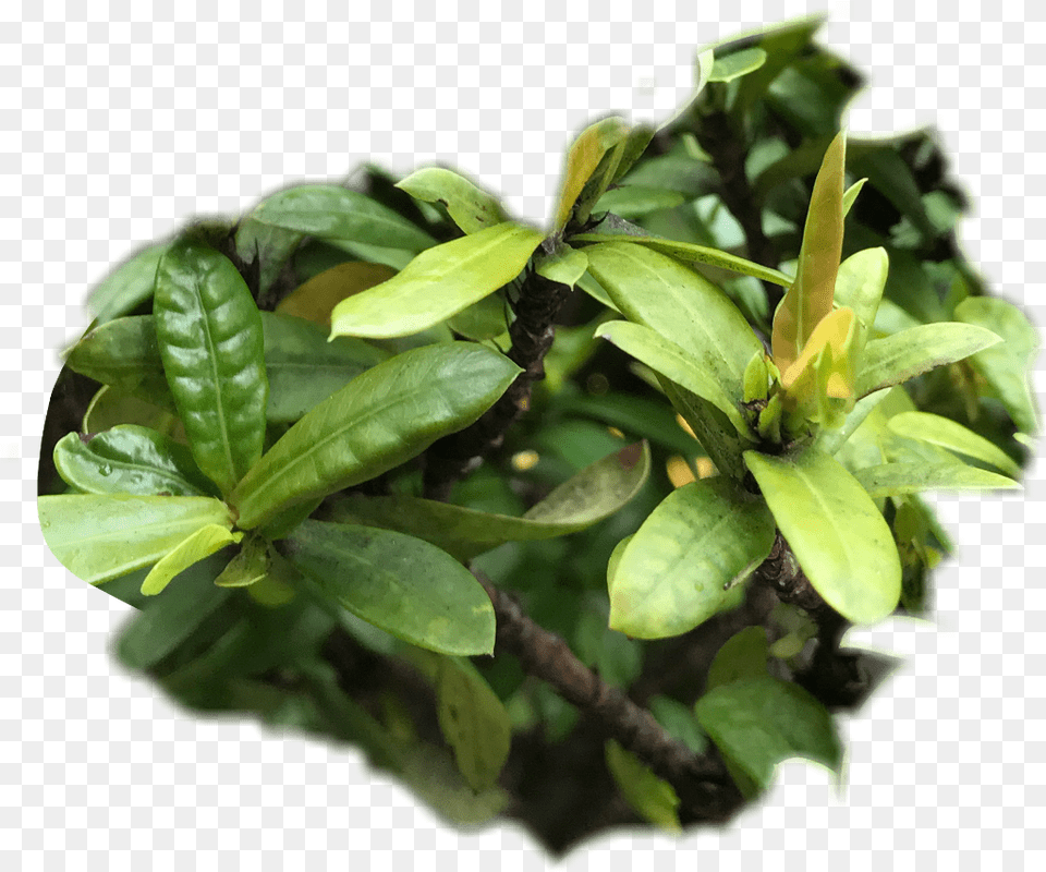 Green Plants Texture Freetoedit Sageretia Theezans, Flower, Leaf, Plant, Tree Png