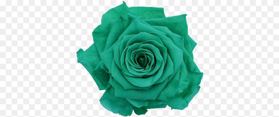 Green Preserved Ecuamia Flowers Garden Roses, Flower, Plant, Rose, Accessories Free Png Download