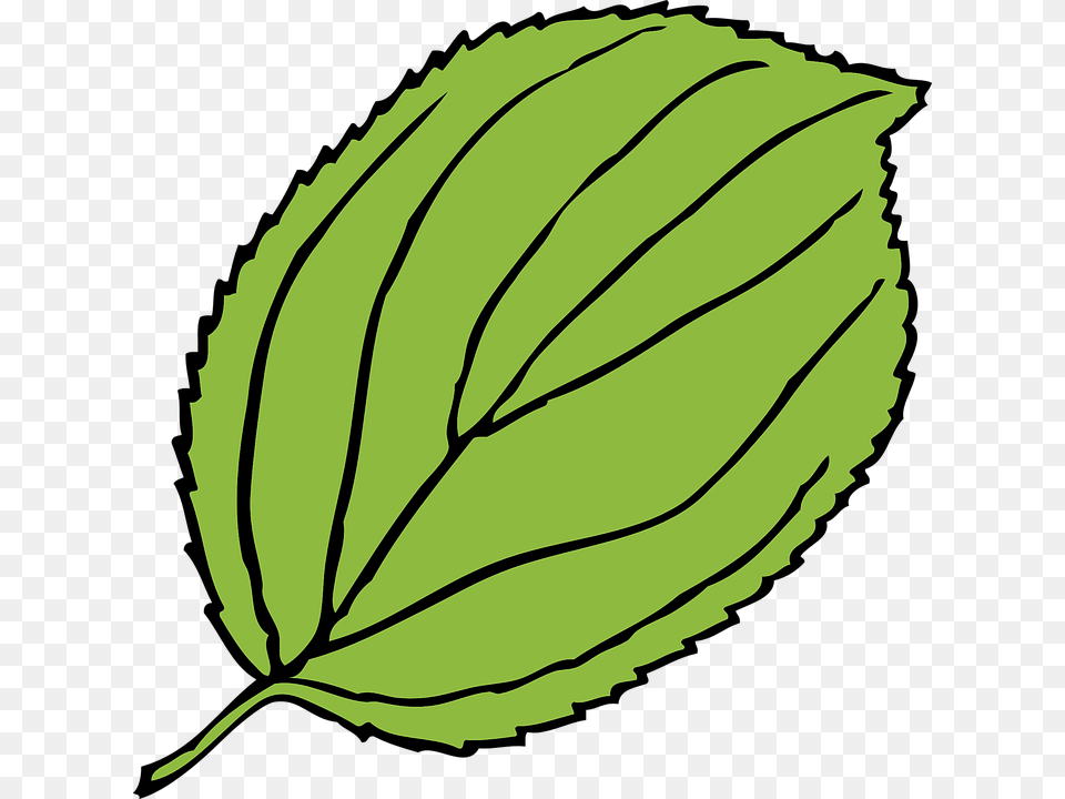 Green Pumpkin Leaf Clipart Leaf Clip Art, Plant, Herbal, Herbs, Mint Png Image