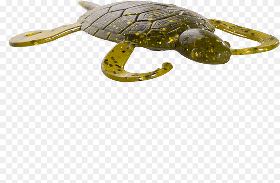 Green Pumpkinseed Pumpkin, Animal, Reptile, Sea Life, Turtle Free Png Download