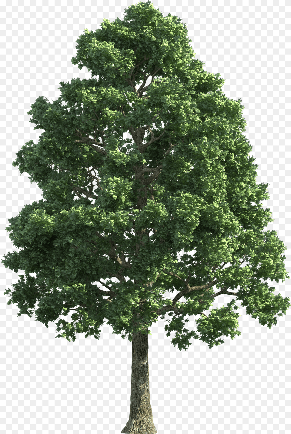 Green Realistic Tree Clip Oak Tree, White Board, Sink, Drain Free Transparent Png