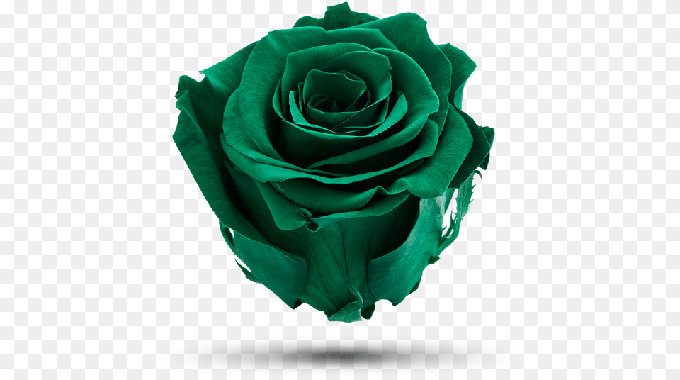 Green Riddler Garden Roses, Flower, Plant, Rose Free Png