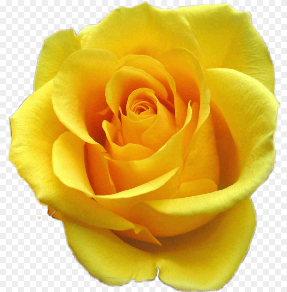 Green Rose, Flower, Petal, Plant Free Png Download