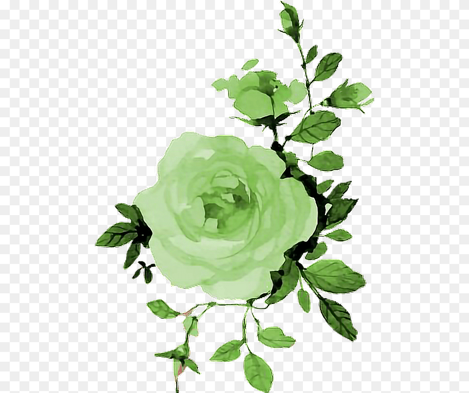 Green Rose Rosa Flowers Flores Watwecolor Lovewatercolors Hello September Wallpaper Iphone, Art, Floral Design, Flower, Graphics Png