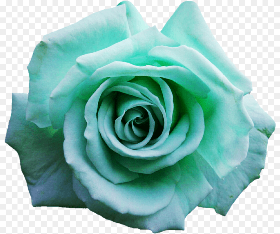 Green Rose Transparent Clipart Turquoise Flower, Plant Png Image