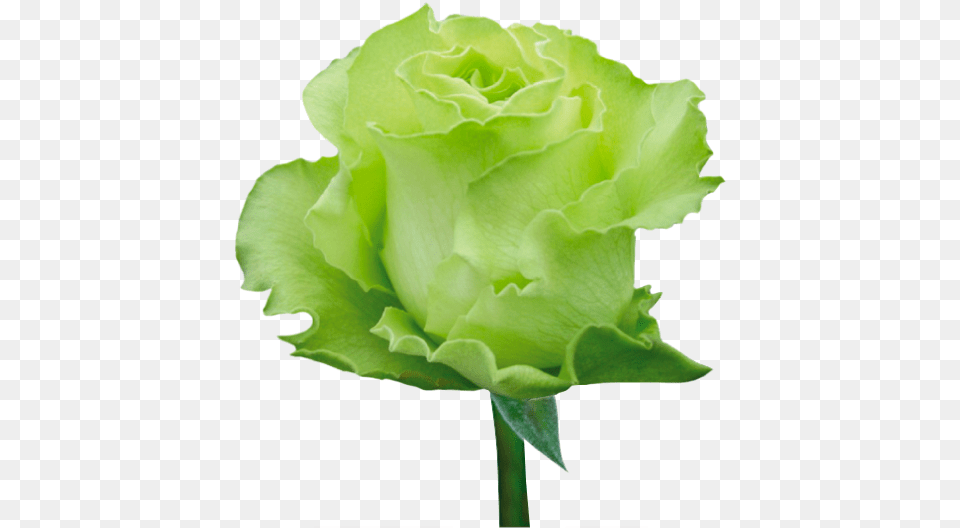 Green Roses Green Rose, Flower, Plant, Bud, Sprout Png