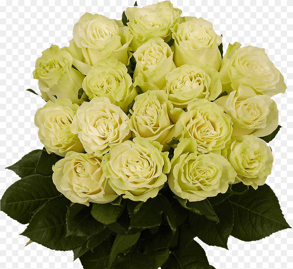 Green Roses Next Day Roses Delivery Floribunda, Flower, Flower Arrangement, Flower Bouquet, Plant Png