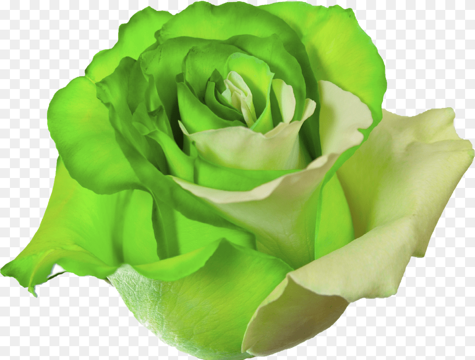 Green Roses Transparent U0026 Clipart Ywd Flower Rose Green, Plant Free Png Download