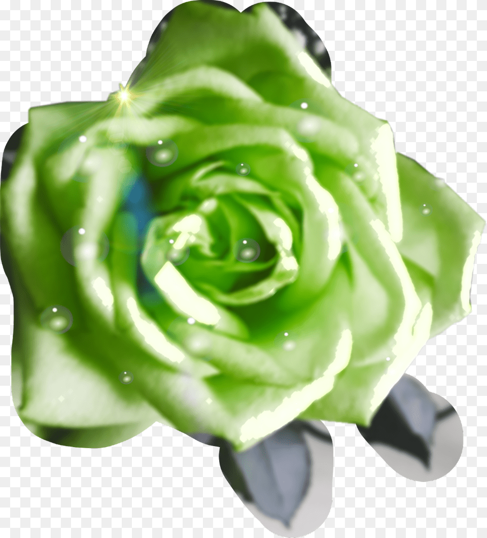 Green Roses Waterdrops Aftertherain Garden Roses, Accessories, Flower, Gemstone, Jade Png