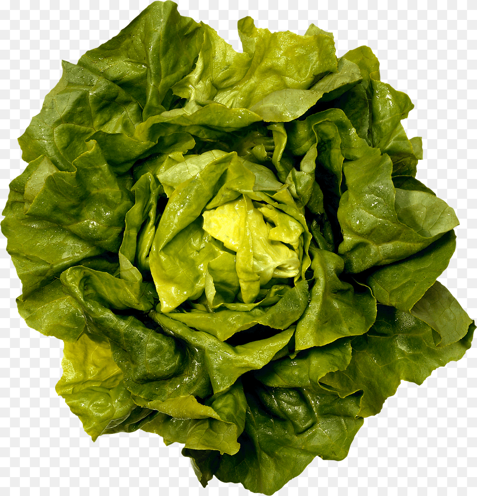 Green Salad Image Boston Butter Lettuce, Food, Plant, Produce, Vegetable Free Transparent Png