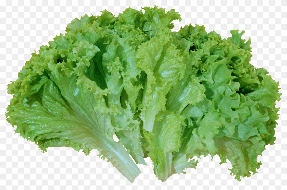 Green Salad Lettuce Picture Lettuce, Food, Plant, Produce, Vegetable Free Png