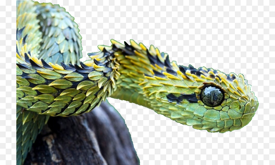 Green Saw Scaled Viper, Animal, Reptile, Snake, Green Snake Png