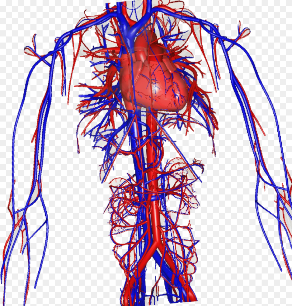 Green Screen Amp Biology Teaching Veins Red And Blue, Ct Scan, Person, Skin Free Png Download