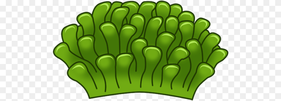 Green Sea Anemone, Moss, Plant, Grass, Leaf Free Transparent Png