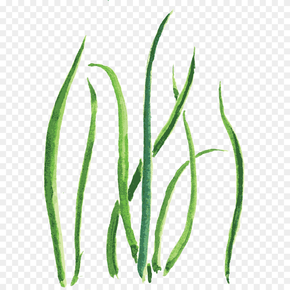 Green Sea Grass Cartoon Transparent Download Vector, Plant, Bean, Food, Produce Free Png