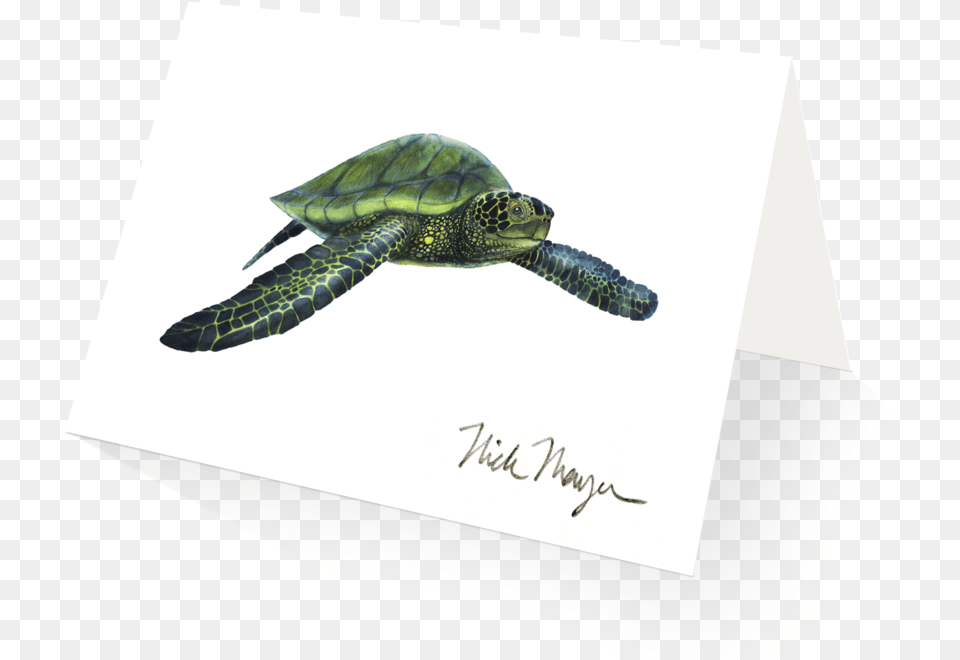 Green Sea Turtle, Animal, Reptile, Sea Life, Tortoise Free Png Download