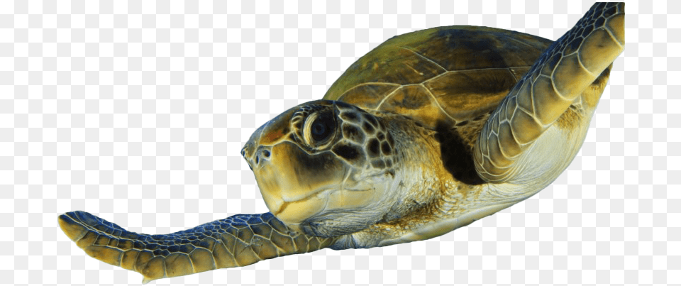 Green Sea Turtle, Animal, Reptile, Sea Life, Sea Turtle Png