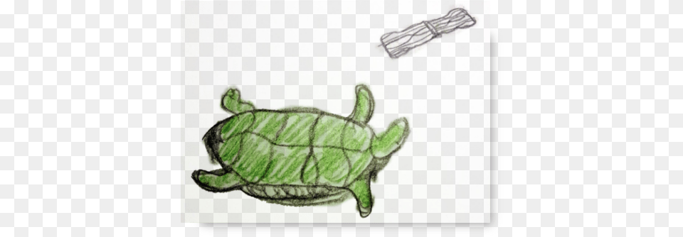 Green Sea Turtle, Animal, Reptile, Sea Life, Tortoise Png