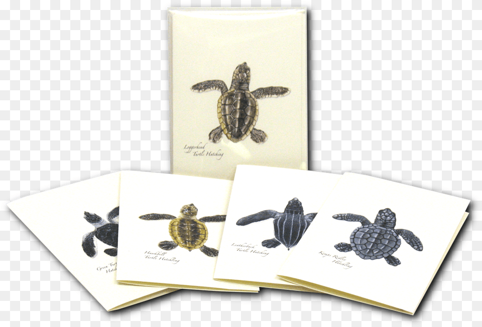 Green Sea Turtle, Animal, Reptile, Sea Life, Sea Turtle Png Image