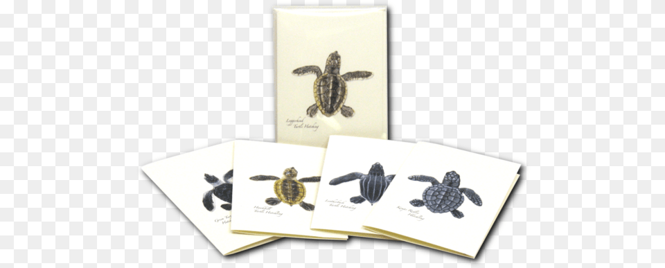 Green Sea Turtle, Animal, Reptile, Sea Life, Sea Turtle Free Png Download