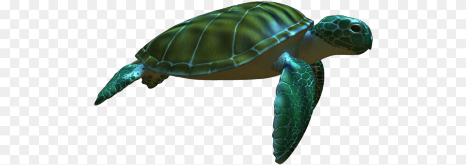 Green Sea Turtle, Animal, Reptile, Sea Life, Sea Turtle Free Png