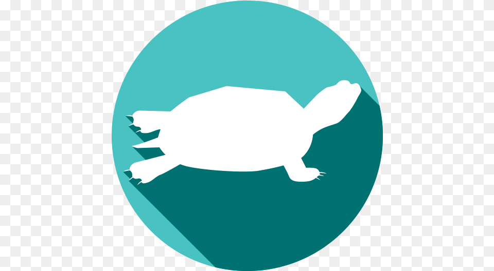 Green Sea Turtle, Animal, Reptile, Sea Life, Tortoise Free Transparent Png