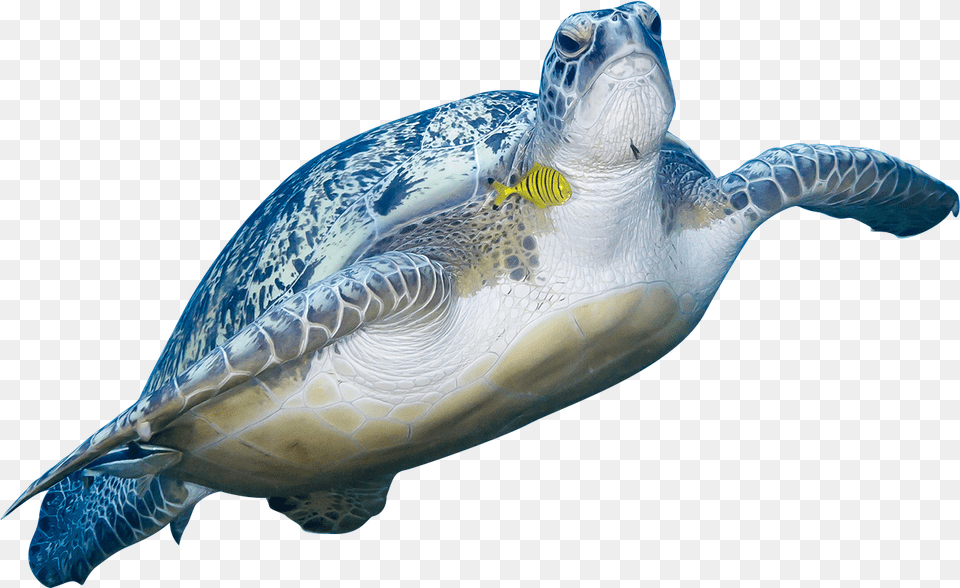Green Sea Turtle Animal Sea Turtle, Reptile, Sea Life, Sea Turtle, Tortoise Png Image
