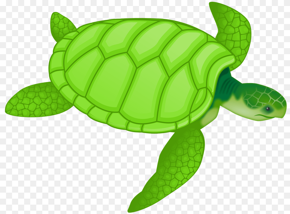 Green Sea Turtle Clipart, Animal, Reptile, Sea Life, Tortoise Png