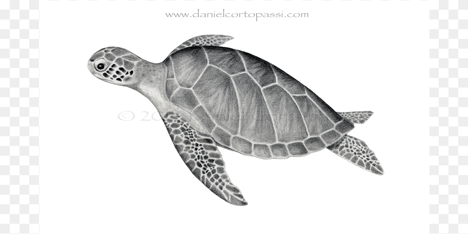 Green Sea Turtle Sea Turtle Print, Animal, Reptile, Sea Life, Sea Turtle Png Image