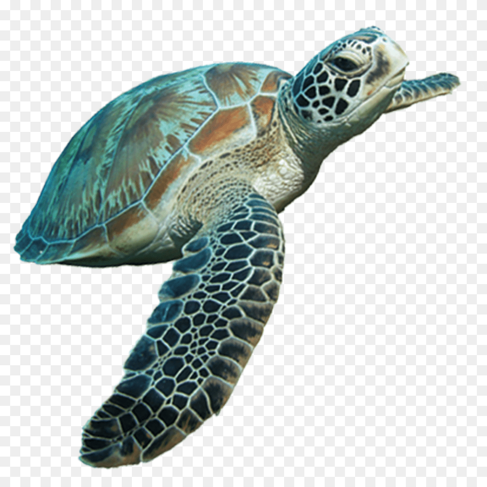 Green Sea Turtle Animal, Reptile, Sea Life, Sea Turtle Free Transparent Png
