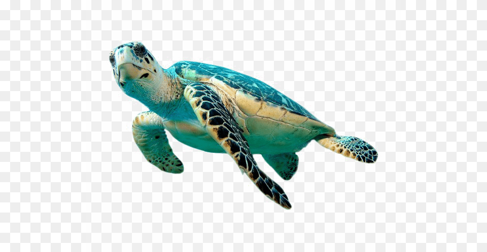 Green Sea Turtles Transparent, Animal, Reptile, Sea Life, Sea Turtle Png