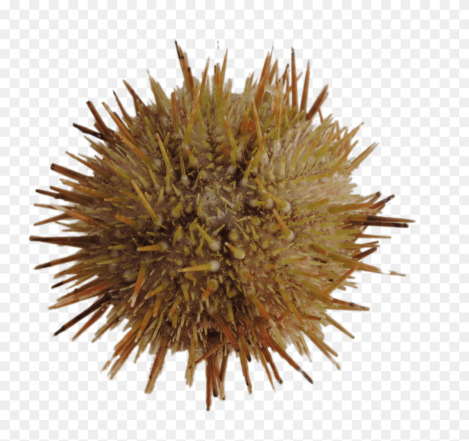 Green Sea Urchin, Plant, Animal, Sea Life, Invertebrate Free Transparent Png