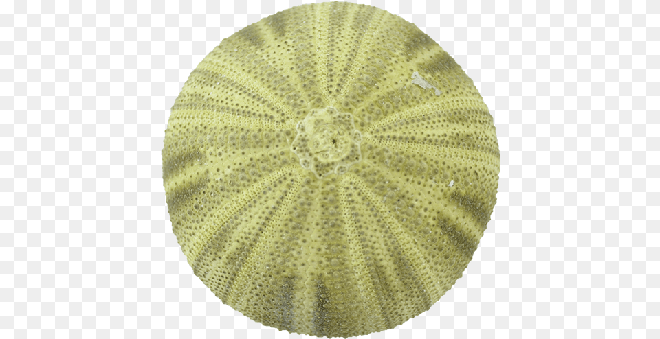 Green Sea Urchin Crochet, Home Decor, Animal, Sea Life, Fish Free Png