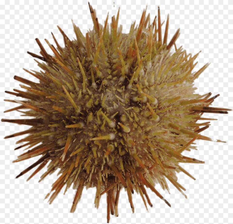 Green Sea Urchin Sea Urchin, Animal, Sea Life, Plant, Invertebrate Free Png