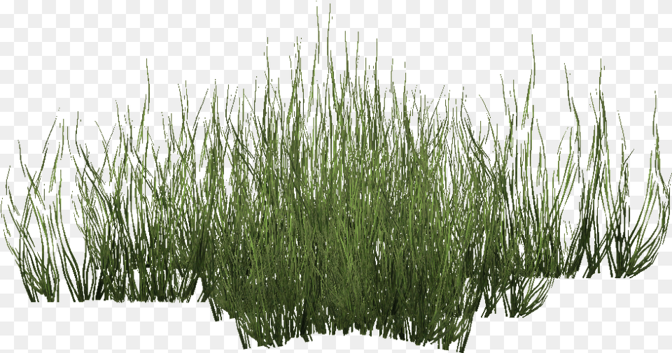 Green Seagrass Grass Seagrass, Plant, Reed, Vegetation, Agropyron Free Png Download