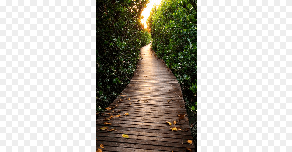 Green See It Talk It And Work It Out Book, Boardwalk, Walkway, Vegetation, Tree Free Png Download