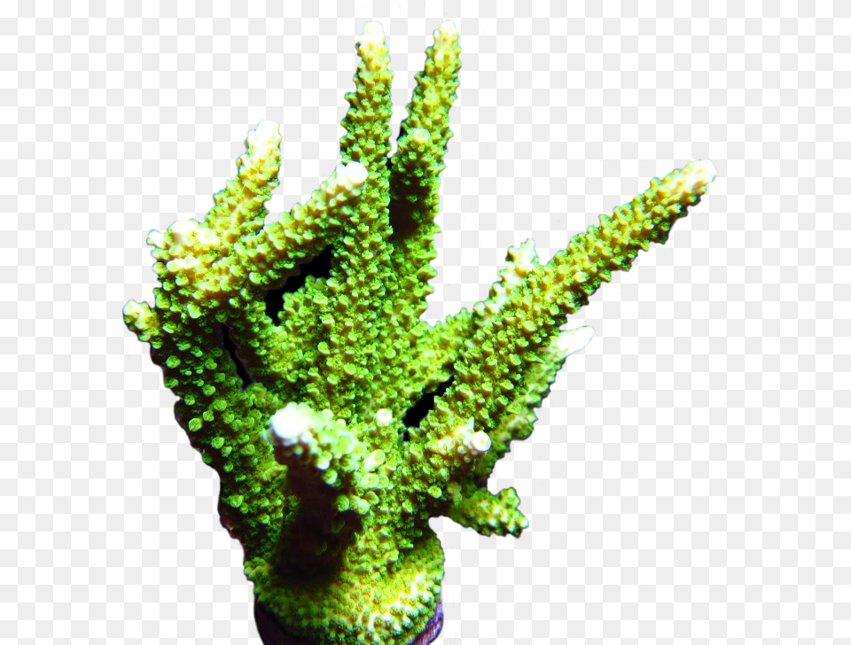 Green Slimer Acropora Tree, Animal, Coral Reef, Nature, Outdoors Png