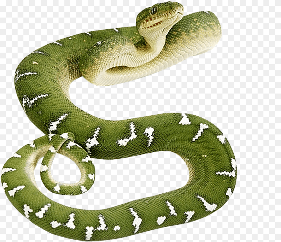 Green Snake, Animal, Reptile, Green Snake Free Png Download