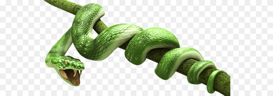 Green Snake, Animal, Reptile, Green Snake Png