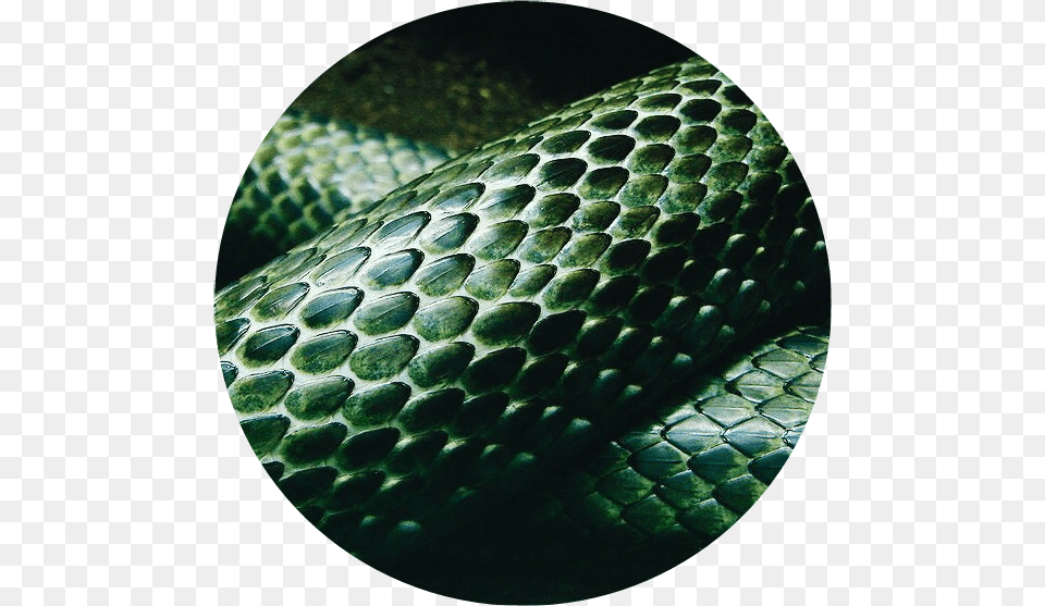Green Snake Circle Aesthetic Aesthetic Slytherin Snake, Animal, Reptile, Green Snake Free Png Download