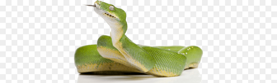 Green Snake Clipart Green Snake, Animal, Reptile, Green Snake Free Transparent Png